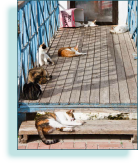 Sleeping cats, Crete, Greece
