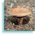 Mushroom growing on the beach.